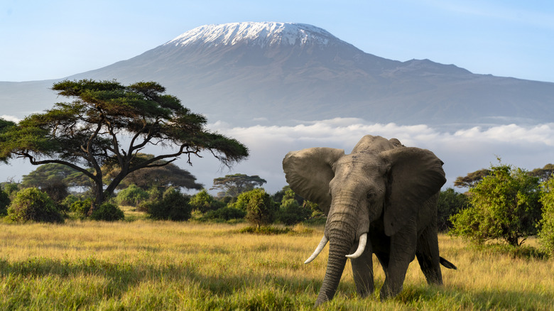 elephant standing in front of mount kilimanjaro