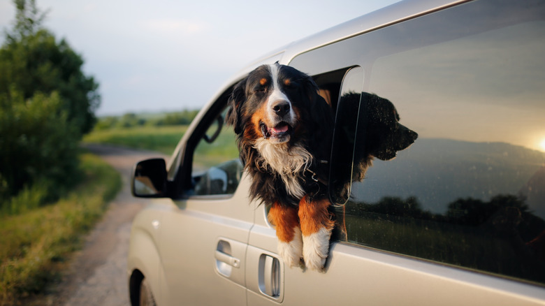 Dog hanging out of camper van window