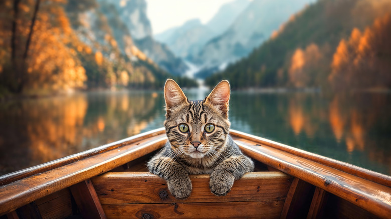 Cat on a boat on an autumnal lake