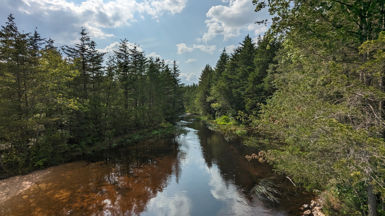 The pale brown water of Cedar Creek at Double Trouble State Park, surrounded by pine trees.