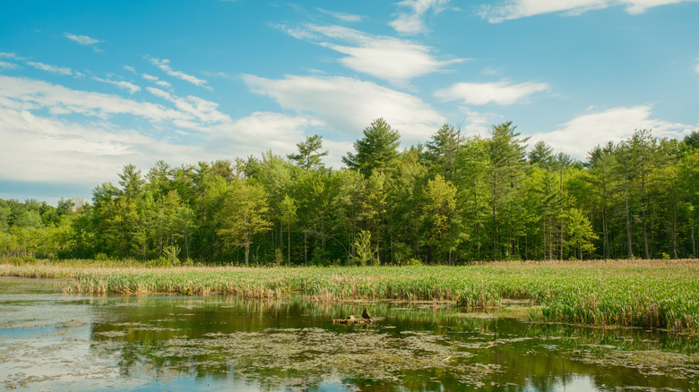 Wallum Lake in Massachusetts