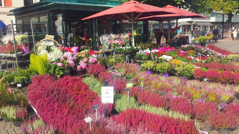 A market selling colorful flowers in the city center of Drammen, Norway