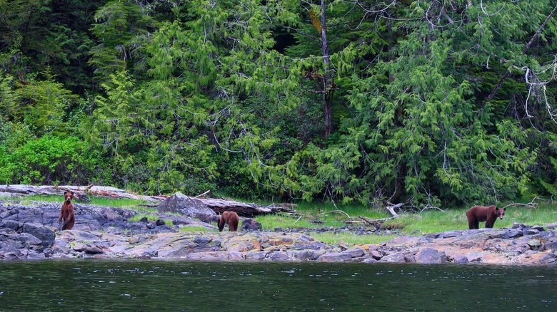 Three bears on a rocky shore near Nimmo Bay Wilderness Resort, British Columbia