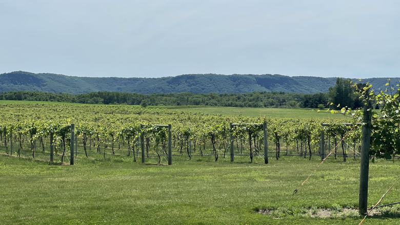 Flat vineyards backdropped by steep ridges of the Driftless Area at Elmaro Vineyard in Wisconsin