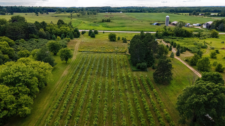 Aerial view of a vineyard surrounded by trees and farm land in the Driftless Area of Wisconsin