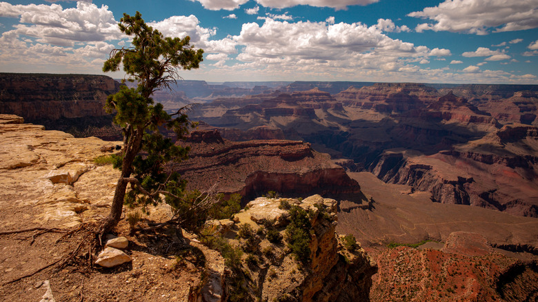 A tree on the side of the Grand Canyon's rocky landscape in Arizona