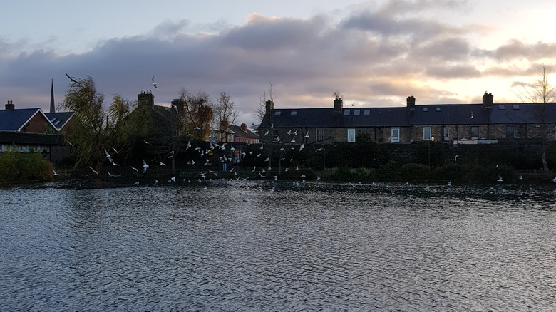Birds flying just above the water at Blessington Street Park (The Basin), Dublin, at Golden Hour