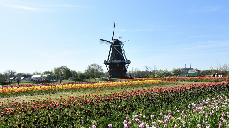 Tulips around a windmill at the Windmill Island Gardens in Holland, Michigan