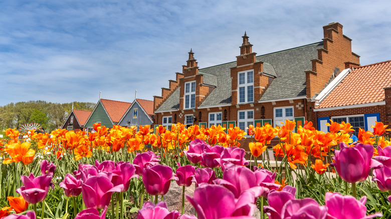 Tulip fields and Dutch-style shops in Holland, Michigan