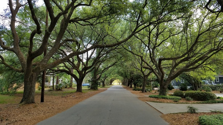 Road leading away from East Bay Park in Georgetown, South Carolina