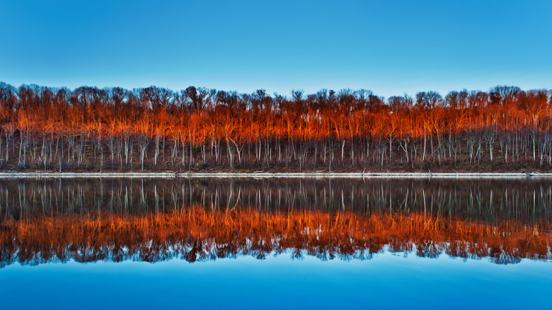 Treeline blazing orange at East Fork State Park