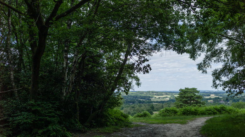 View of a trail in Ashdown Forest outside of East Grinstead