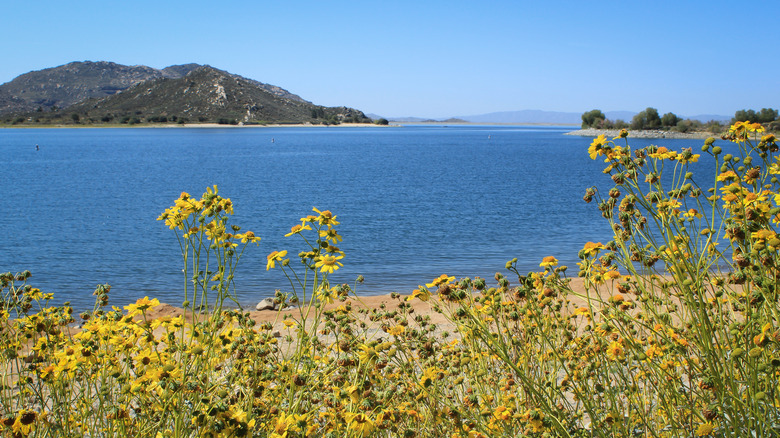 Bright yellow wildflowers in the foreground with the blue waters of Lake Perris and surrounding hills in the distance