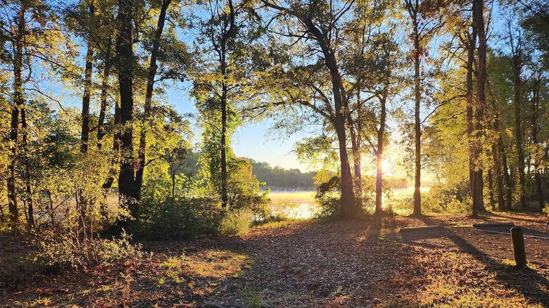 Forested spot at Martin Creek Lake State Park, East Texas