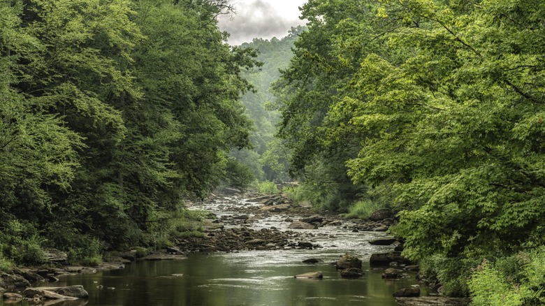 A scenic rivers wit a rocky bed, surrounded by dense woodlands, inside the Cranberry Wilderness in West Virginia