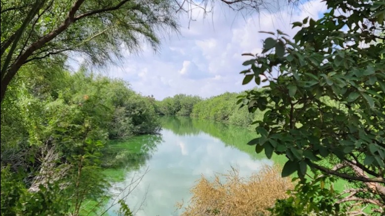 A view of the wetlands including a pond and greenery at the Edinburg Scenic Wetlands and World Birding Center