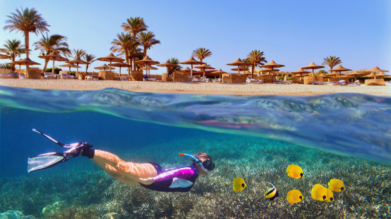a girl with fins snorkels with yellow fish under the water in front of a red sea resort with beach chairs