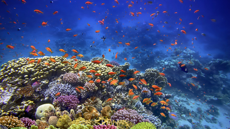 coral reef near Sharm El Sheikh in the Red Sea Riviera of Egypt