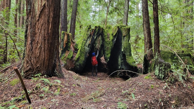 A hiker stands at the base of a burned redwood stump in the forest at El Corte de Madera Creek Preserve