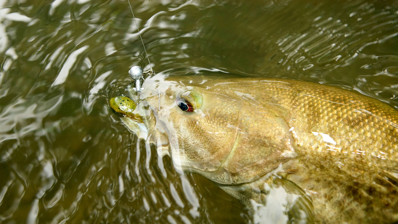 A smallmouth bass hooked on the Eleven Point River in Missouri