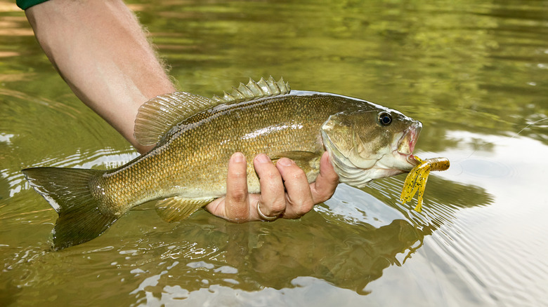 A smallmouth bass from Eleven Point River