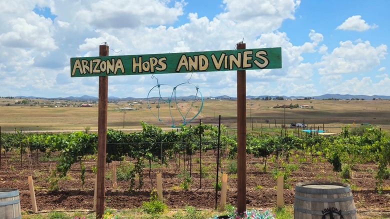 Arizona Hops and Vines sign over a vineyard with Sonoita's high desert landscape in the background