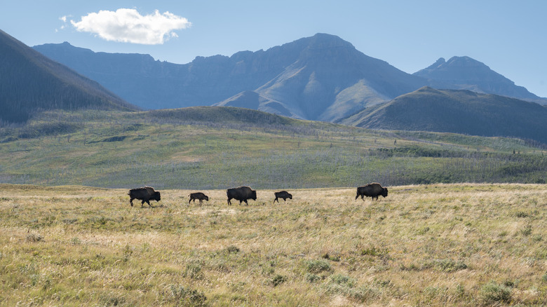 Wild bison herd roaming in the meadow against mountain backdrop