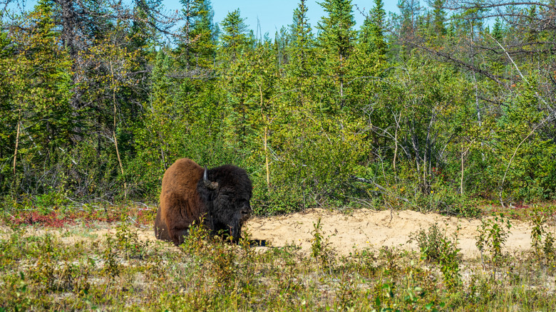 Wild wood bison amongst trees and shrubland