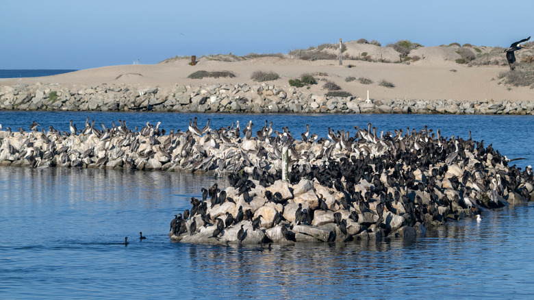 Squadrons of pelicans and cormorants sun themselves on the rocks shores of Elkhorn Slough Preserve