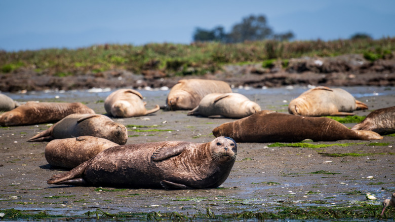 A heard of Pacific Harbor seals hauled out on a beachfront in Elkhorn Slough Reserve