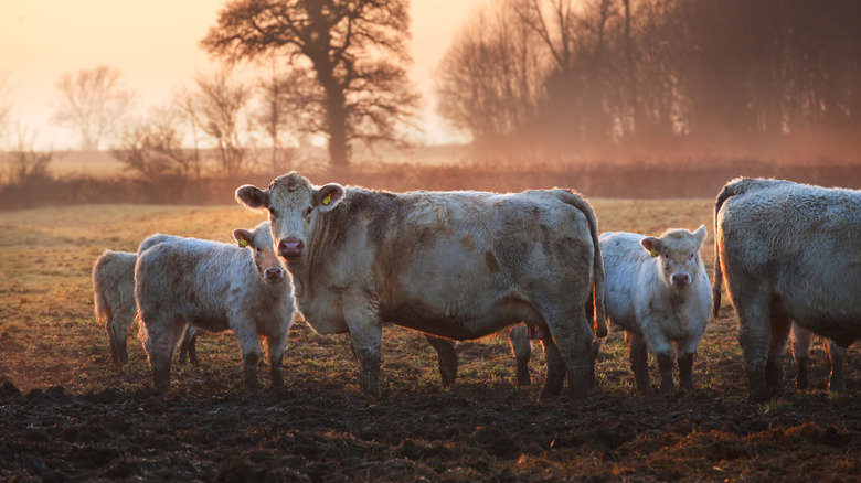 Cows grazing on a field in Gloucestershire