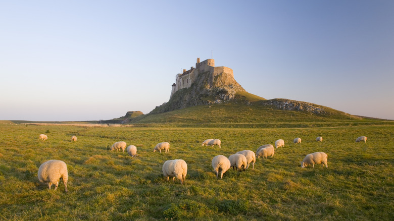 Sheep in field beneath castle in Northumberland, England
