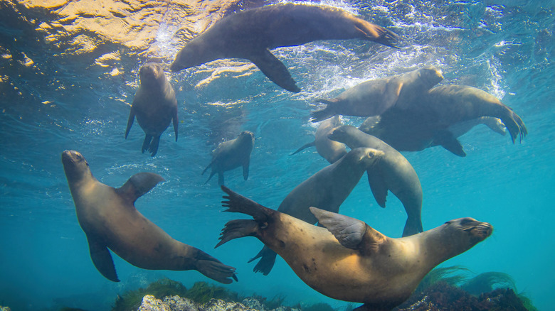 Image of seals swimming in the ocean