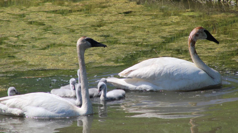 Erie Marsh Preserve is a popular nesting spot for thousands of migratory birds.