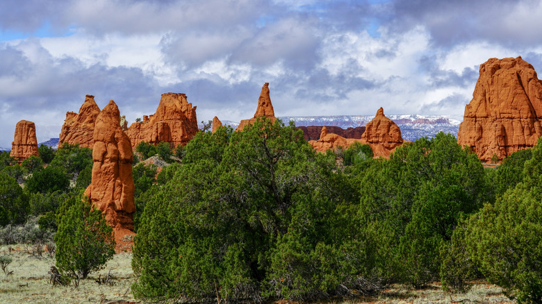 Orange sandstone spires in desert