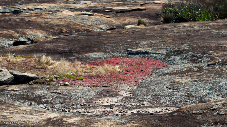 Diamorpha growing on Arabia Mountain