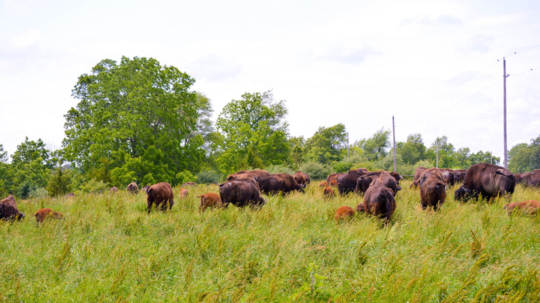 A herd of bison with babies