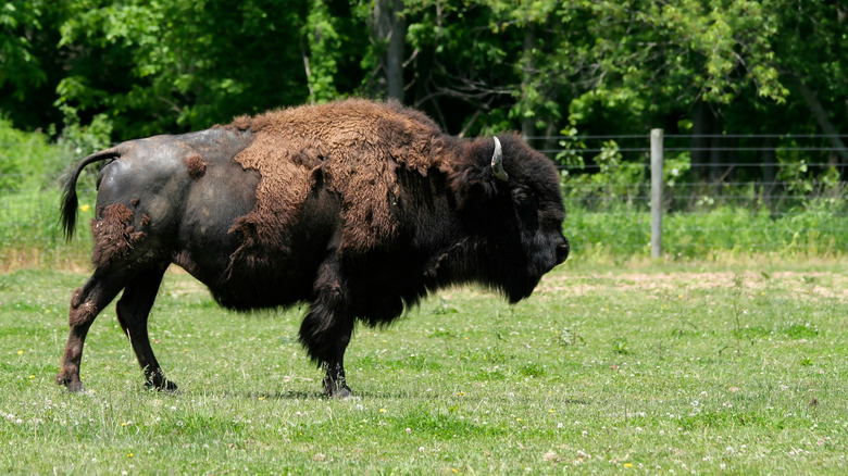 bison roaming on the grass in Indiana, USA