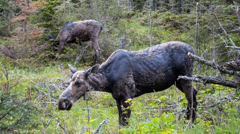 Moose with calf
