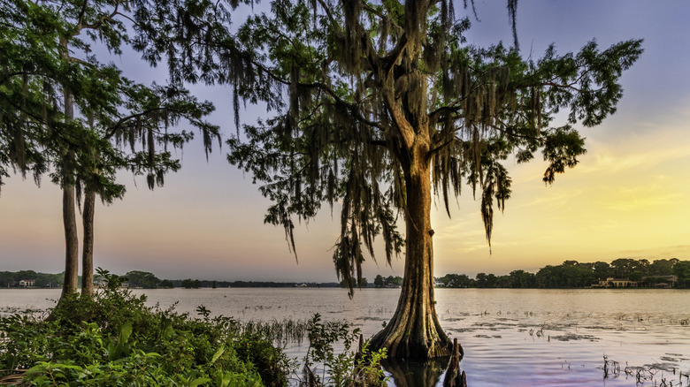 Lake Maitland in Winter Park, Florida with trees and plants growing out of the calm lake and trees lining the lake on the far side.