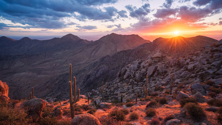 Boulders and saguaros glow in the light of a sunset on a mountain ridge in the McDowell Sonoran Preserve