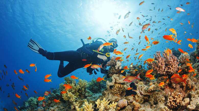 Scuba diver in a coral reef