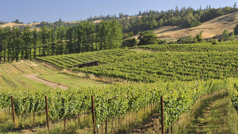 Vineyards in Anderson Valley, California during the day