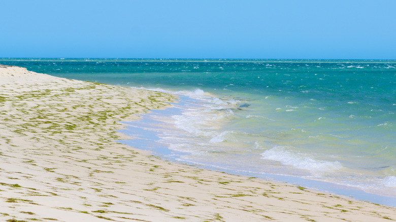 A beach on Armona Island