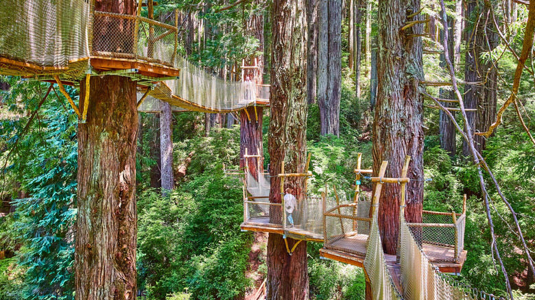 The suspension bridges at Trees of Mystery