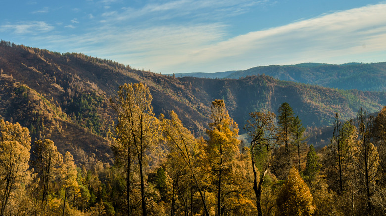 Trees and mountains in Plumas County, California, during the fall