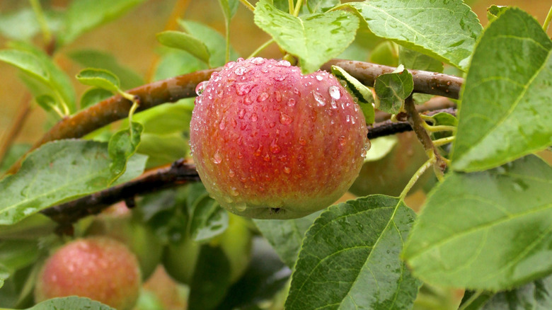 An apple on the tree in Middlefield, CT