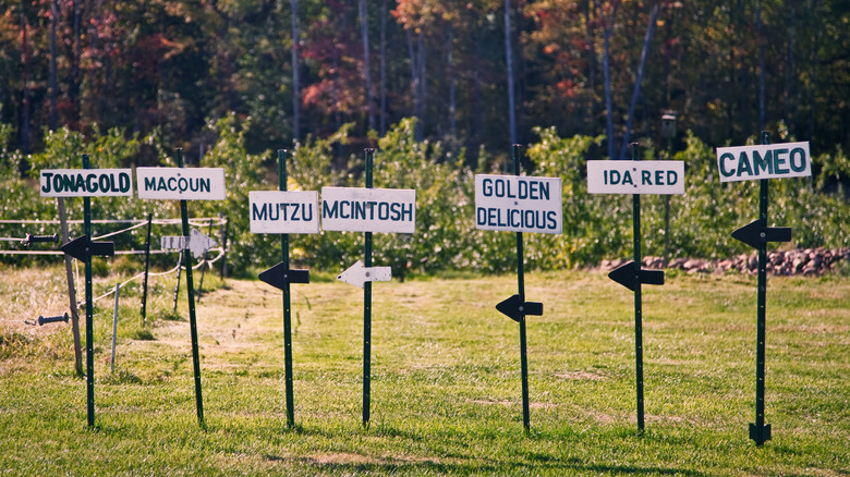 Signs pointing to apple varieties at an orchard in Connecticut