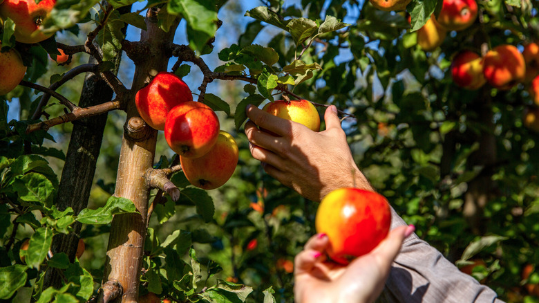 Two hands picking apples.