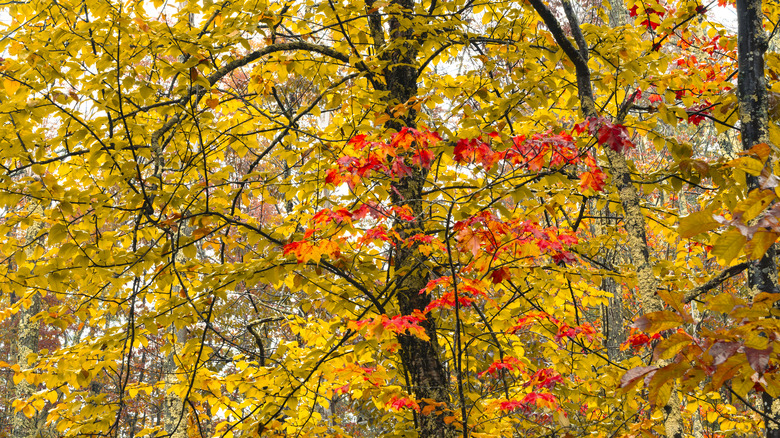Fall foliage in the Catskills near Tannersville, New York
